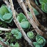 Sedum telephium Leaf