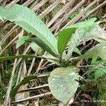 Ixora aoupinieensis Natur