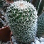 Mammillaria spinosissima Характер