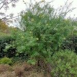 Freylinia lanceolata Hábito