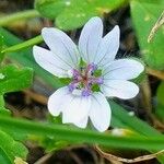 Geranium pusillum Blüte