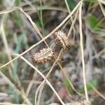 Caucalis platycarpos Fruit