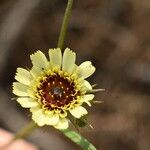 Tolpis umbellata Floare