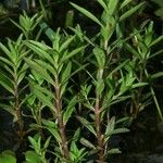 Rotala ramosior Агульны выгляд