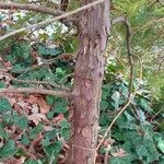 Cephalotaxus fortunei Bark