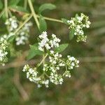 Stevia ovata Flor