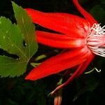 Passiflora vitifolia 花
