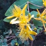 Hypericum grandifolium Žiedas