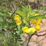 Senna auriculata Floro