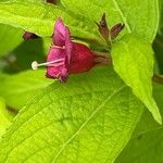 Weigela hortensis Květ