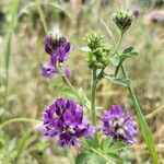 Medicago sativa Žiedas