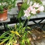 Crinum moorei Vekstform