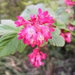 Ribes sanguineum Flower