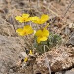 Eschscholzia glyptosperma ᱛᱟᱦᱮᱸ