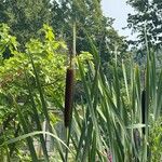 Typha × glauca Цвят