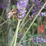 Lavandula × intermedia Fiore