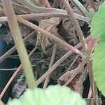Pelargonium mossambicense Bark