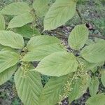 Acer davidii Feuille