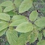 Acer davidii পাতা