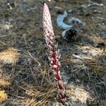 Allotropa virgata Foglia