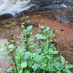 Ruellia brevifolia পাতা