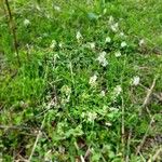 Corydalis cavaFlower