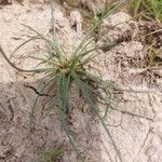 Littorella uniflora Leaf