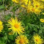 Doronicum caucasicum ഇല