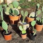 Opuntia engelmannii Foglia