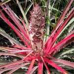 Bromelia pinguin Leht