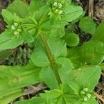 Valeriana woodsiana List