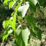 Croton urucurana Blatt