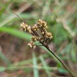 Luzula multiflora Fruct