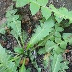 Capsella bursa-pastoris Leaf