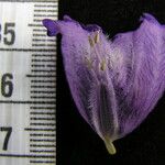 Strobilanthes tomentosa Flower