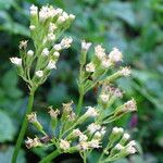 Senecio syringifolius Floro