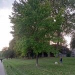 Liquidambar styraciflua Hábitos