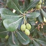 Pittosporum heterophyllum পাতা