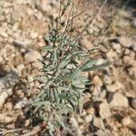 Helianthemum syriacumLeaf