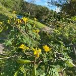 Senna auriculata Blad