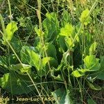Hieracium neocerinthe Habit
