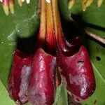 Marcgravia nepenthoides Fruit