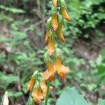 Lathyrus aureus Flor