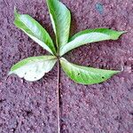 Sterculia foetida Leaf