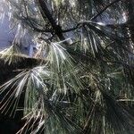 Pinus wallichiana Hoja