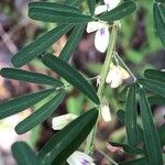 Lespedeza virginica Λουλούδι