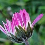 Bellis sylvestris Flor