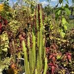 Euphorbia trigona Fulla