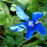 Gentiana sierrae Flower