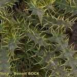 Cirsium chrysacanthum ശീലം